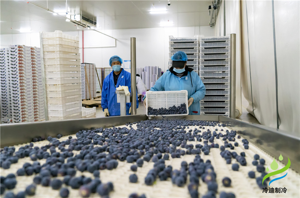安裝一個(gè)100平米藍(lán)莓速凍冷庫造價(jià)多少錢？